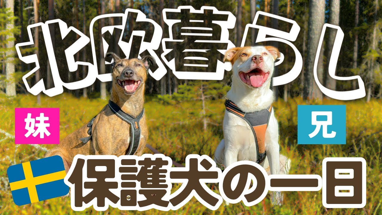 【北欧ファミリー】いい子すぎる兄妹🐶バタバタな日に完全密着🇸🇪