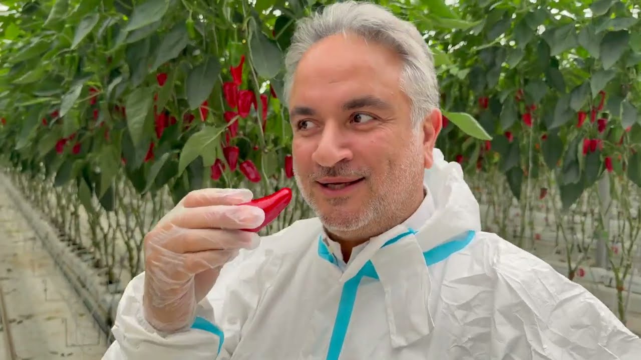 DAVA: 85 Hectares of Glass Hydroponic Greenhouses in Riyadh, KSA. The Delicious Vegetables (Part 2)