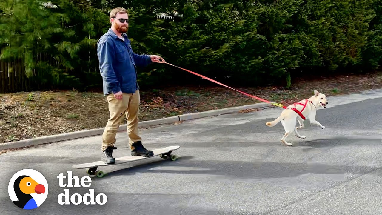 Dog Loves Taking Her Dad For a Ride | The Dodo