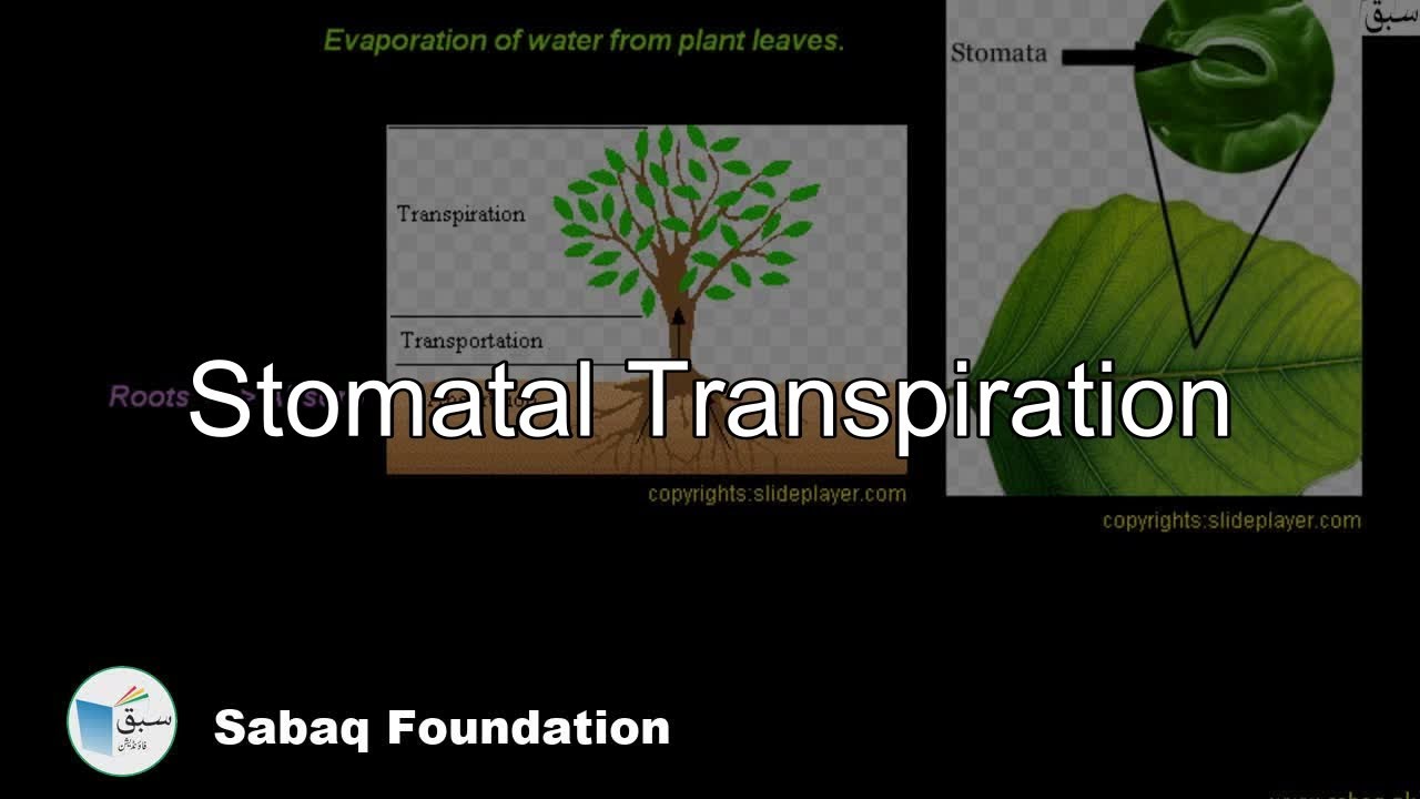 Stomatal Transpiration, Biology Lecture | Sabaq.pk