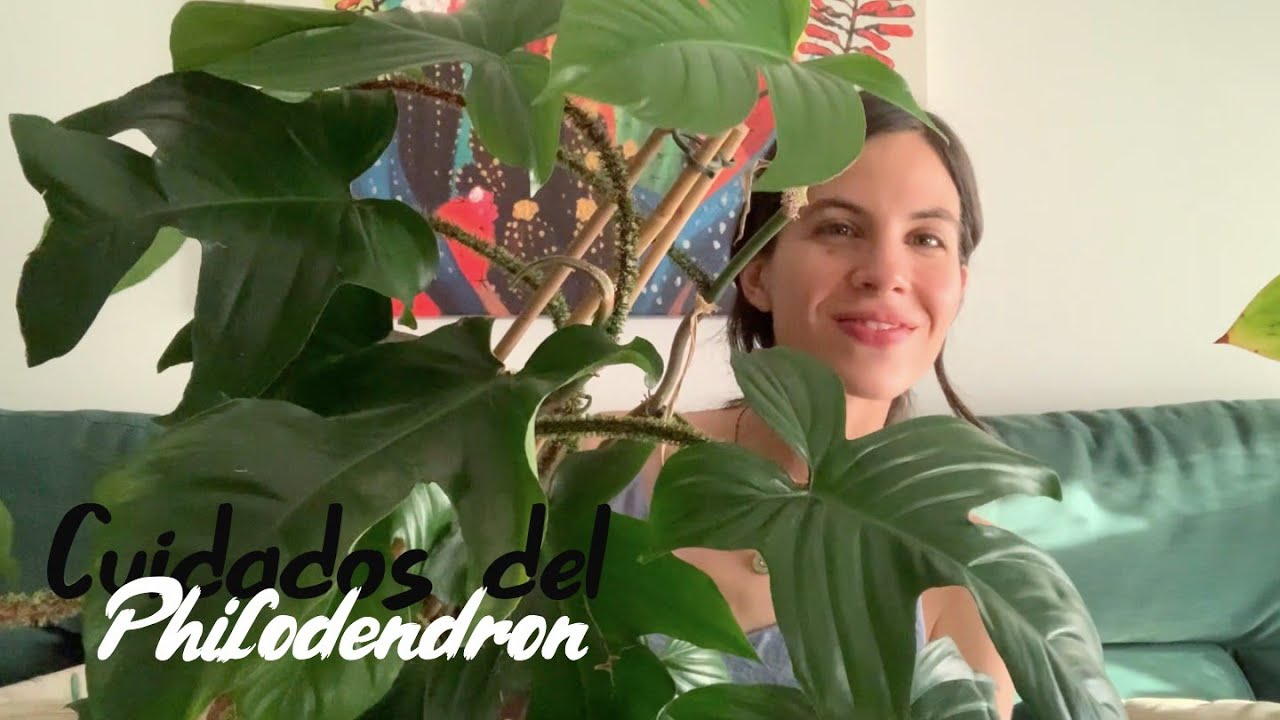 Cuidados del Philodendron: riego, humedad, iluminación y sustrato | Inforjardineria