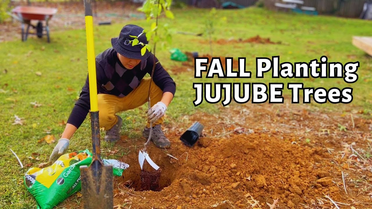 How to plant jujube tree in the Fall. Sugar cane, ga-866, shanxi li. planting fruit tree.