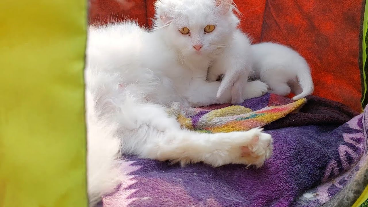 Scared Mother Cat Hides for 10 Days After Rescue — But Repeats the Same Mistake 😢