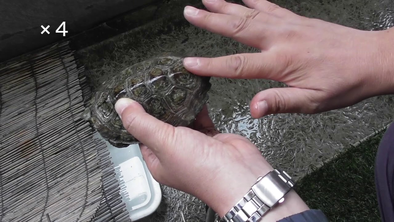 【閲覧注意】ニホンイシガメが細菌性の皮膚病になった！　治療の内容も紹介！