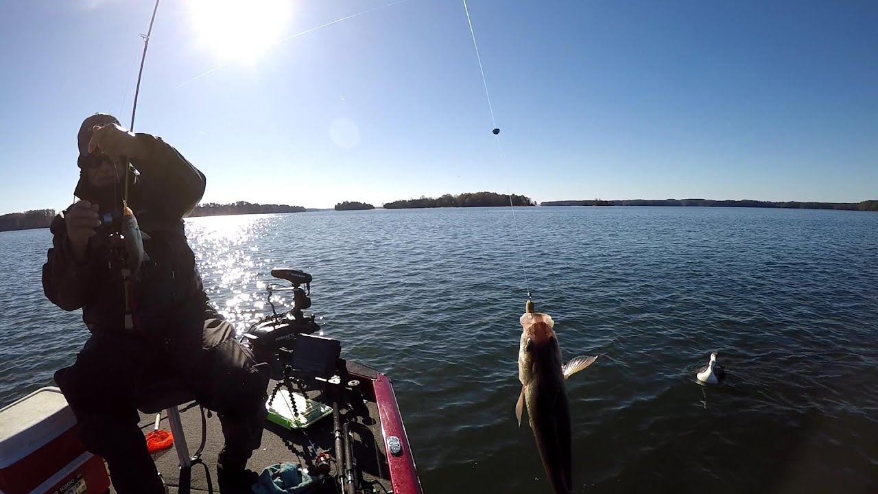 Monster Perch, How To Put Um In The Boat, Lake Monticello