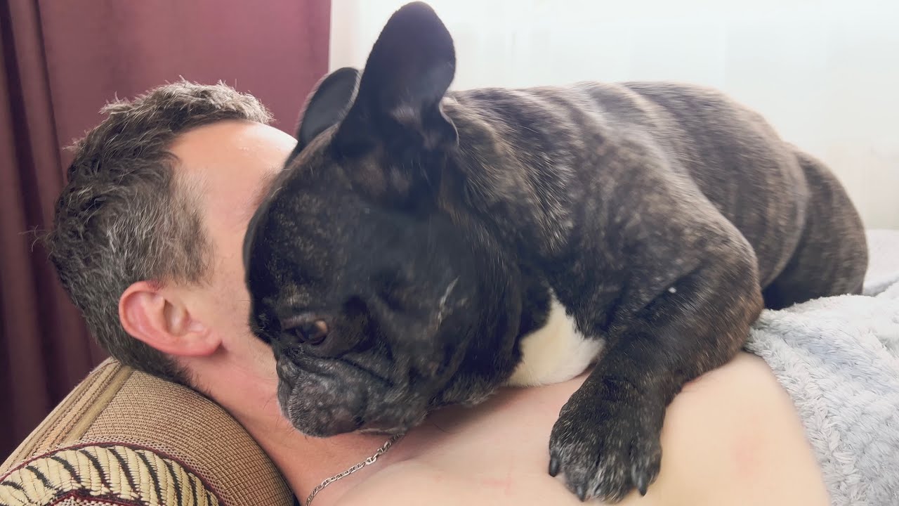 French bulldog aspires to be with his daddy