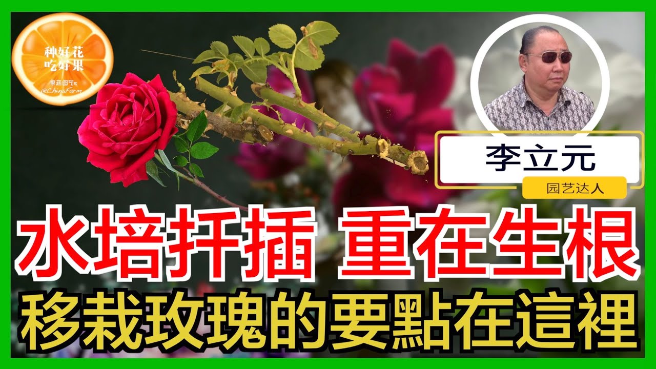 如何用水培生根法扦插玫瑰？水培生根时，如何选择合适的枝条来水培生根？如何不让根发黑发臭？有哪些注意要点？