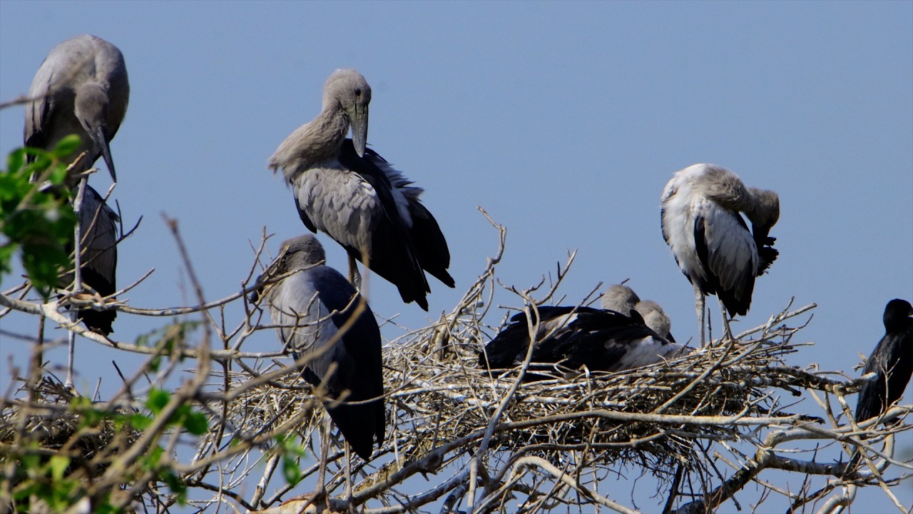 Freedom Of Bird Life Live In The Beautiful Forest and Peaceful Place  0066#birdhome #birdshelter