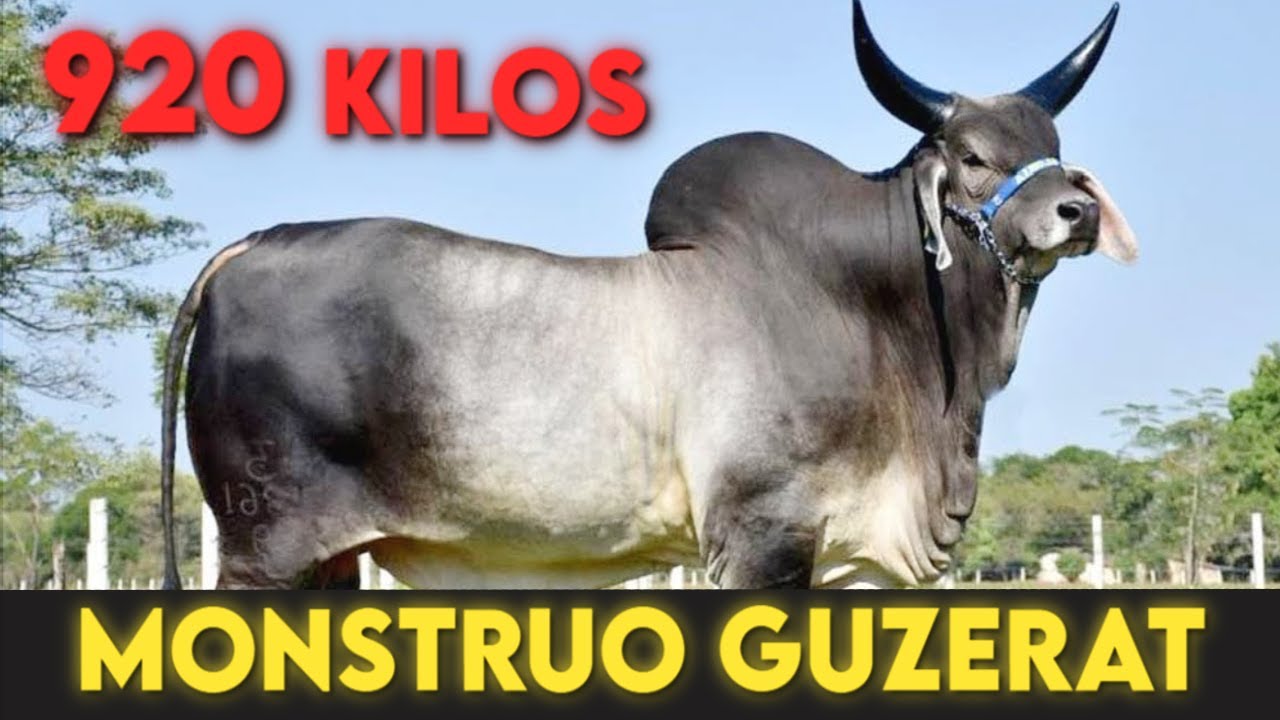 RAZA GUZERAT 🐂 | Características, Peso, Estatura Y Rentabilidad 🔥