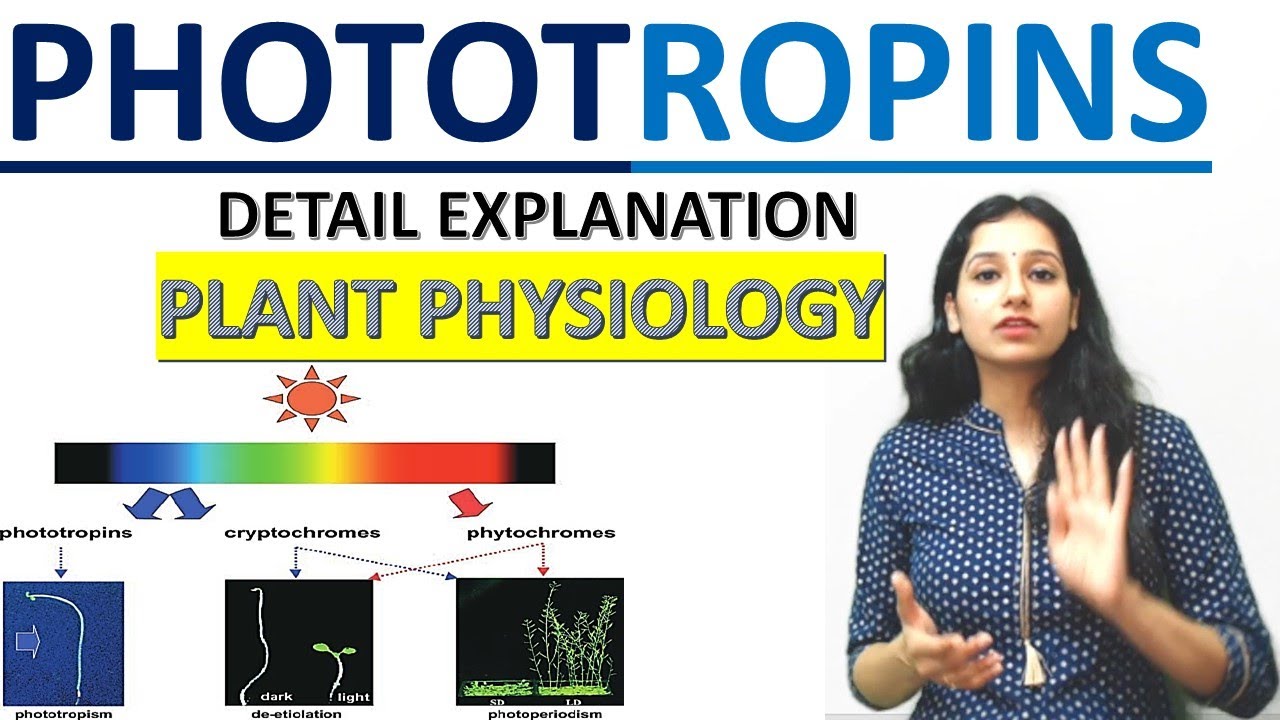 PHOTOTROPIN I Sensory Photobiology I Plant Physiology I Blue Light Receptor I  CSIRNETI GATE I ICAR