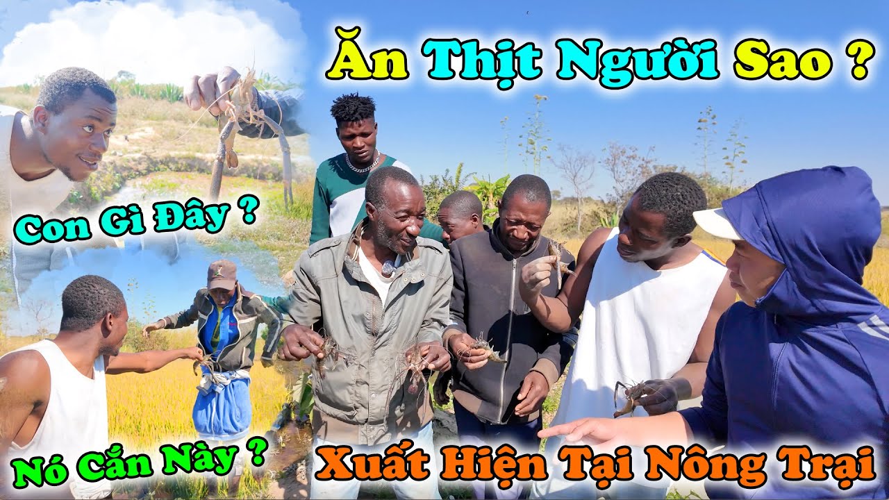 Công Giáp || Tôm Càng Xanh | Sao Lại Xuất Hiện ở Đây | Từ Trên Trời Rơi Xuống Sao ???