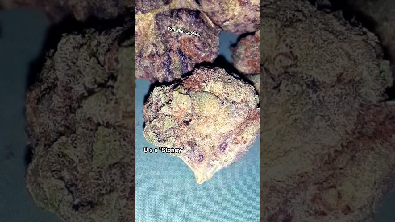 🔥🔥  TSB Blue Cookies THCASMALLBUDS #thcasmallbuds