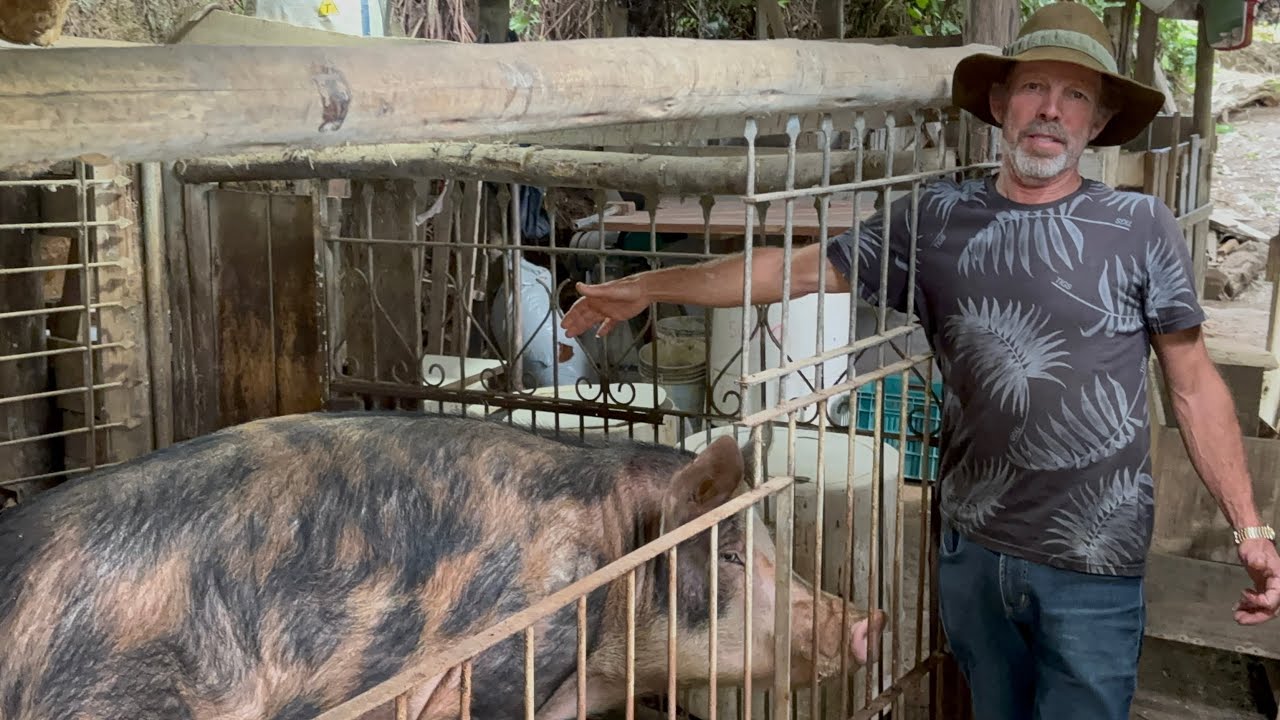 O PORCO GIGANTE DO DINTO DO PANGARA SANTO AMARO SC