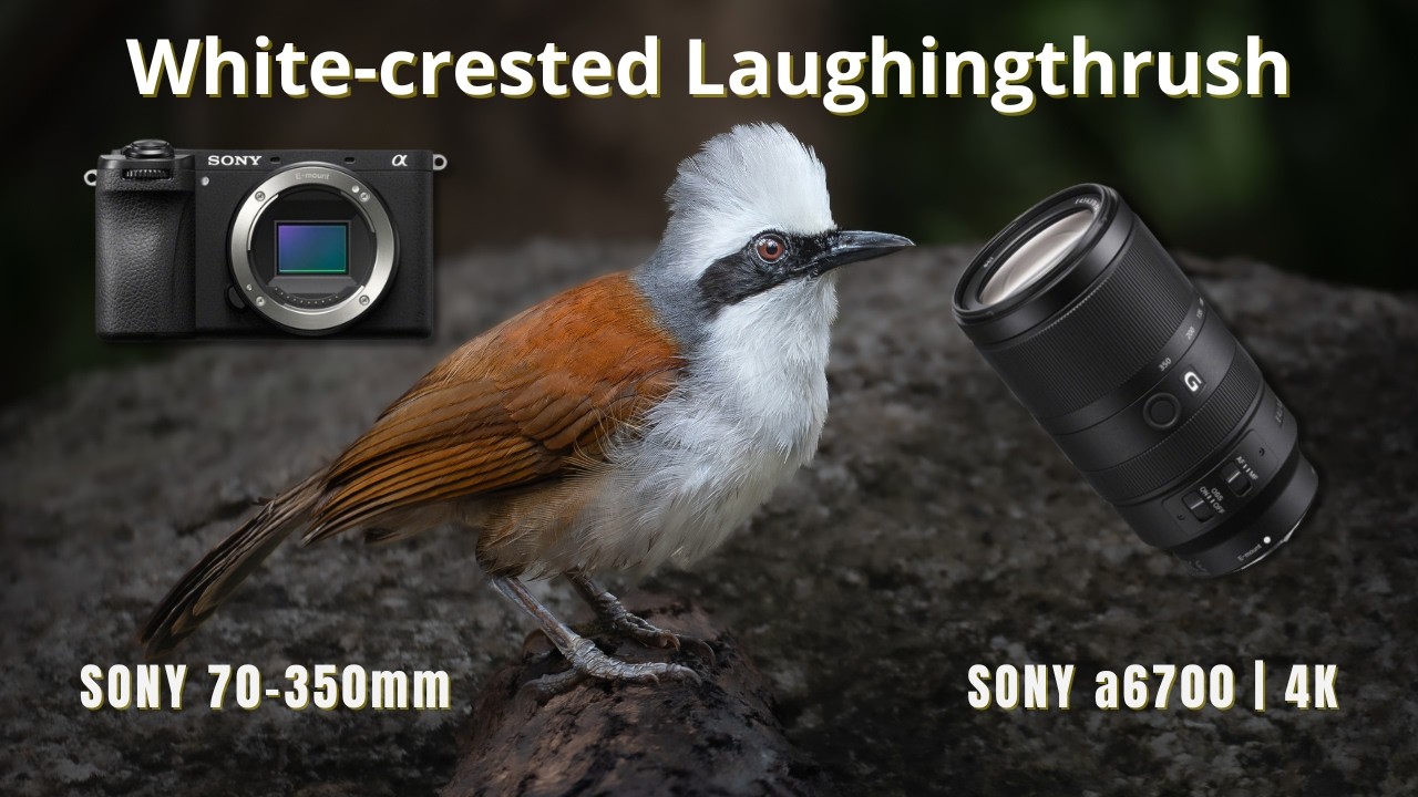 WHITE CRESTED LAUGHINGTHRUSH HANDHELD SHOT ON SONY A6700 & 70 - 350MM G OSS
