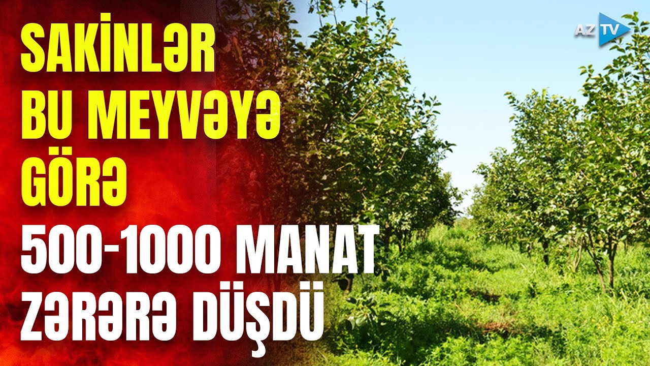 Bu meyvə bağlarında ACINACAQLI durum yaşandı: fermerlər NARAZILIQ etdi