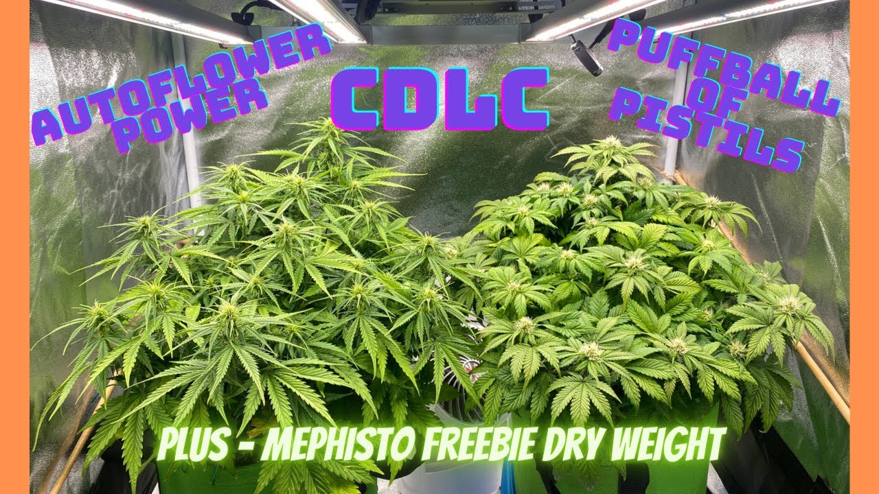 Autoflower Power, Creme de la Chem - Puffball of Pistils с Mars Hydro FC-E3000, LST, питательными...