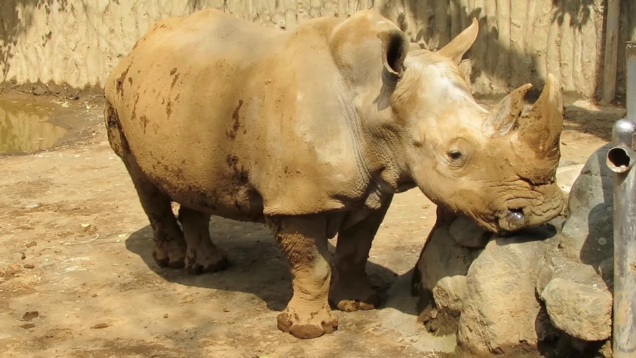 日本平動物園　シロサイ　RHINOCEROS　③