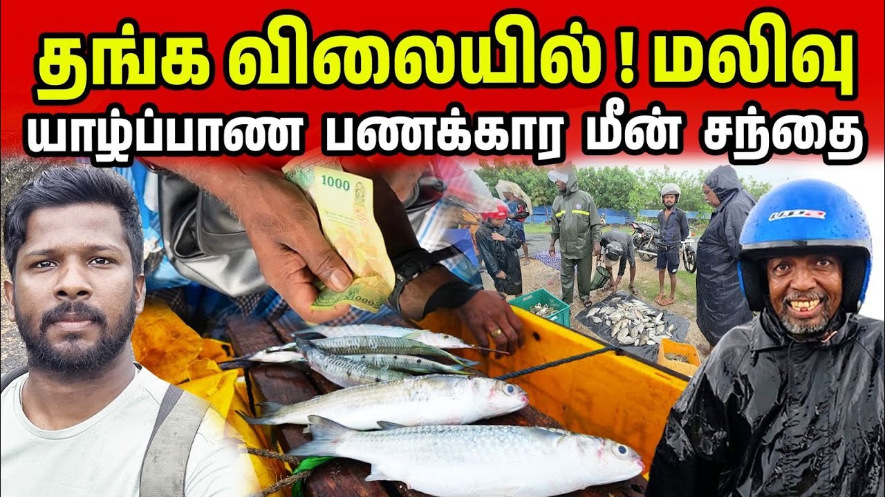 யாழ்ப்பாண பணக்கார மீன் சந்தை | Ponnalai Fish Market | Jaffna Suthan