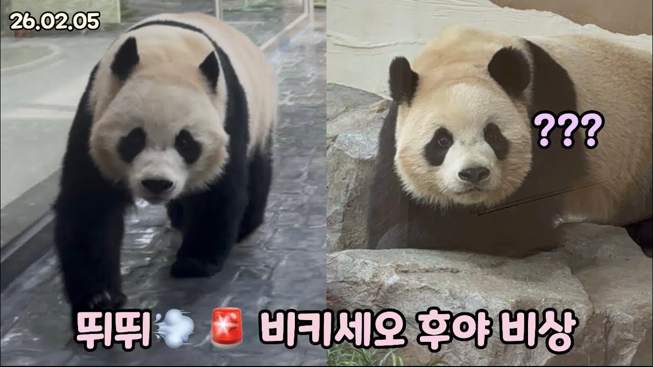 26.02.05 🚨왜 이렇게 바빠 후이야ㅋㅋㅋㅋㅋ💨😆
