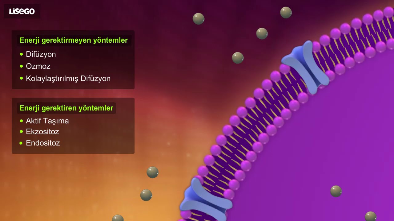 4  H&uuml;cre Zarından Madde Ge&ccedil;işleri