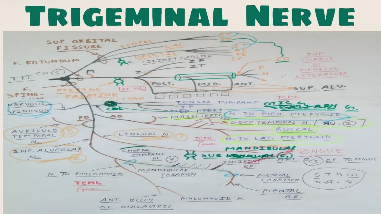 Trigeminal nerve- 6, Overall division diagram | TCML