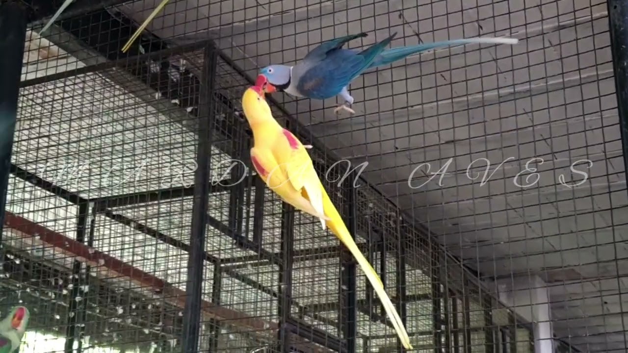 MashAllah Violet #alexandrine male & Lutino female in Flight Cage @ #MardanAves farms