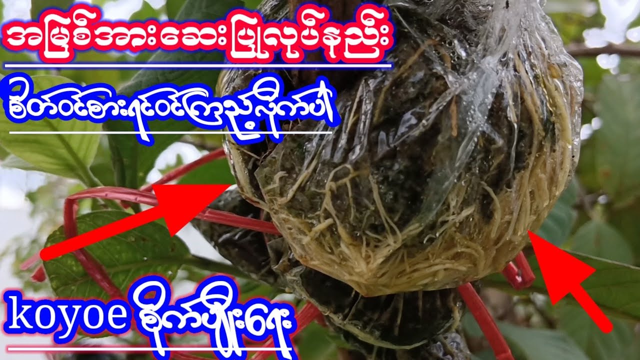 အမြစ်အားဆေးပြုလုပ်နည်းစိတ်ဝင်စားရင်ဝင် ကြည့်လိုက်ပါkoyoeစိုက်ပျိုးရေးAgriculture