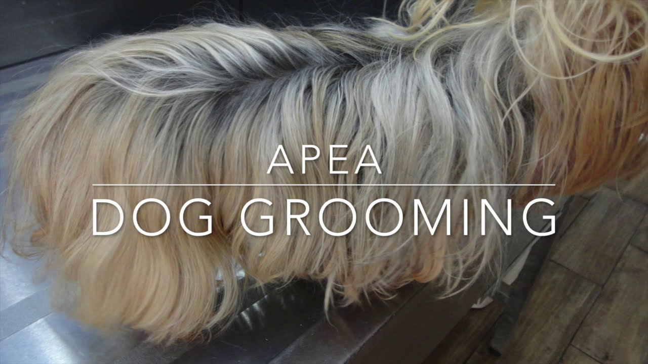 long haired silky Yokie, dog grooming