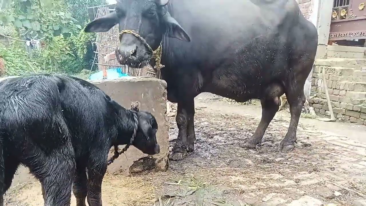 आज हमारे घर नन्ही सी परी आई|| आज हमारे घर भैंस ने छोटी सी बेटी को जन्म दिया 🐂