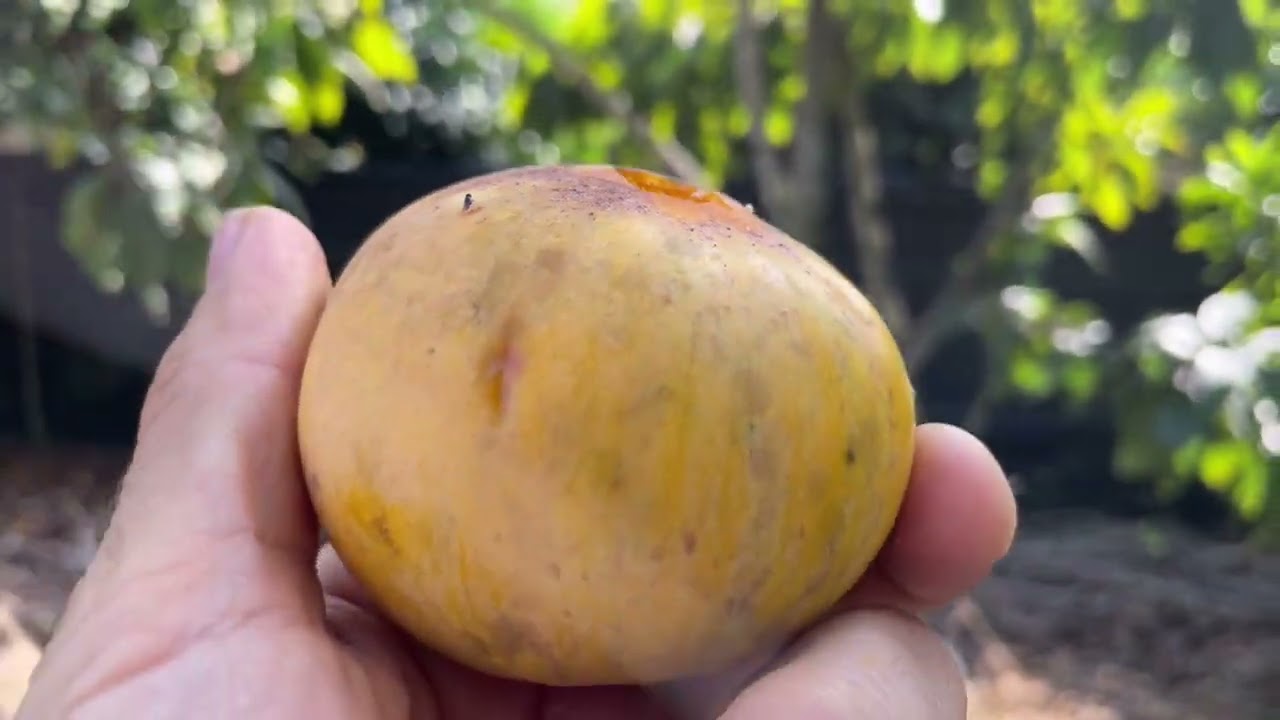 Ross Sapote Fruit