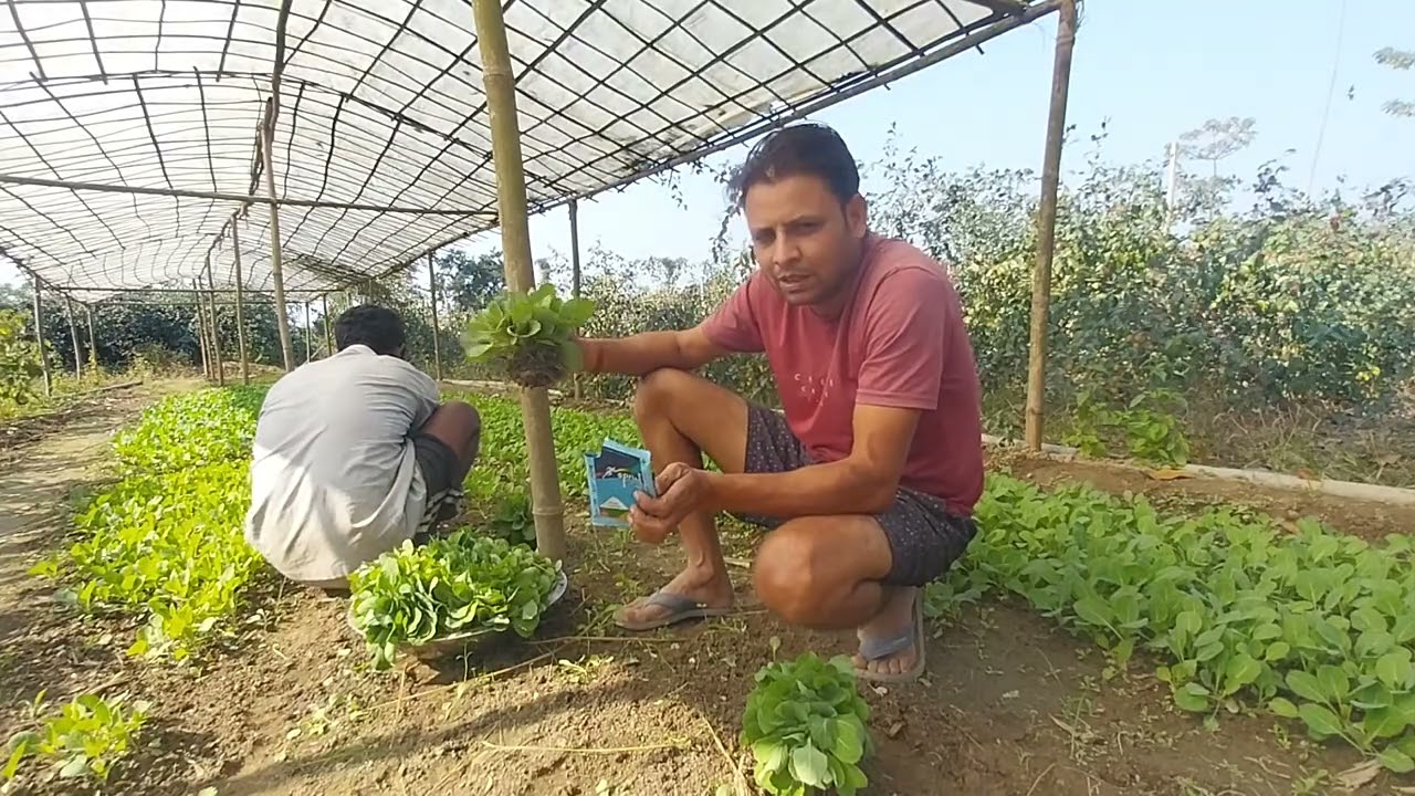 বীজ সোধন কেনেকৈ কৰিব...How to seed treatment..