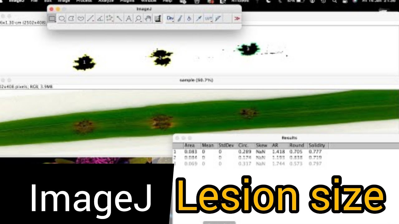 Как количественно оценить площадь пораженного листа в ImageJ | Измерение размера поражения на лис...