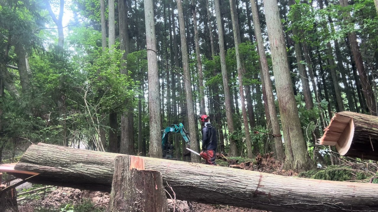 【第1話】山に入って、木を倒す──林業の現場で始まる一日【間伐・伐倒】