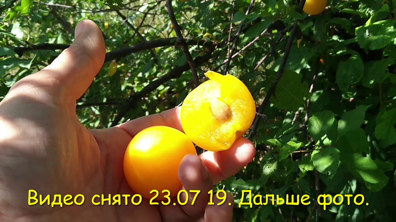 Алыча желтая- Гек. Видео+фото лето.2019 год.