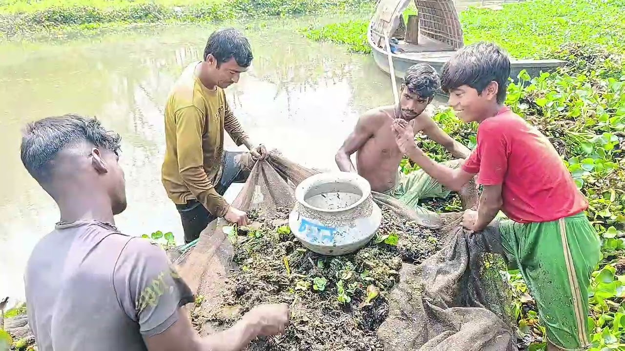 কচুরিপানার নিচে ব্যাট জাল টান দিয়ে দেশি মাছ শিকার | Traditional River Fishing in Bangladesh