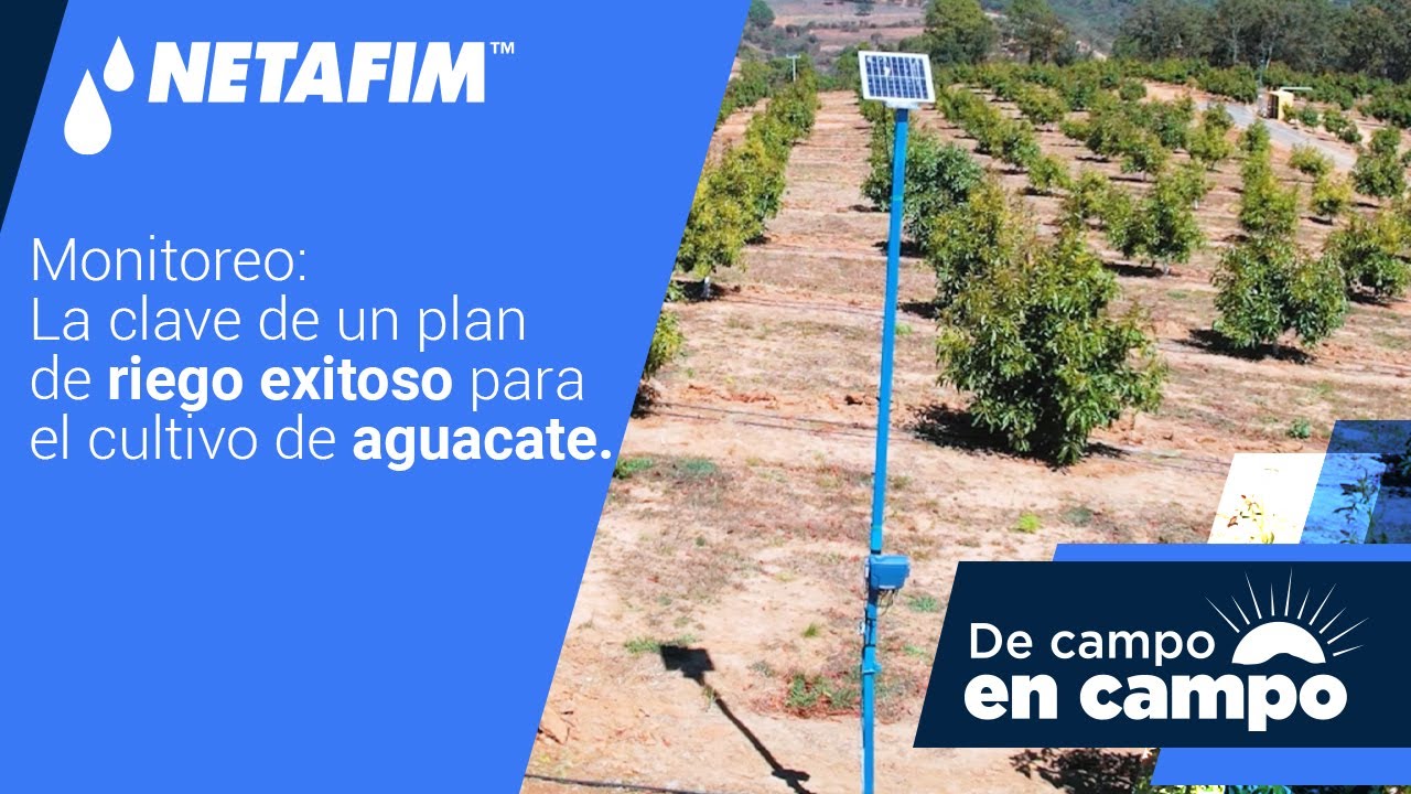 Monitoreo para un RIEGO EXITOSO en cultivos de AGUACATE 🥑💧