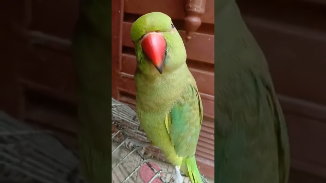 Cuteness overload😍🤗#shorts#TAMILFRIENDS