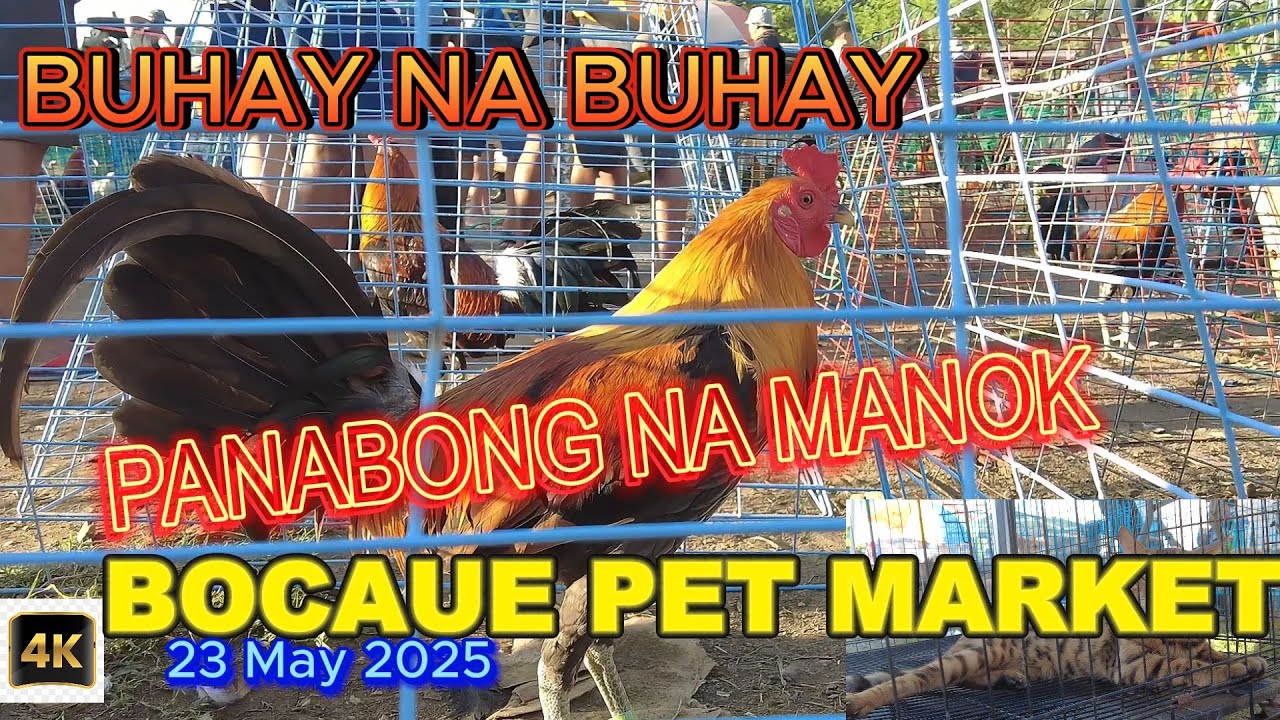 PINAKABAGONG KAGANAPAN SA PANABONG NA MANOK SA BOCAUE PET MARKET II  23 MAY 2025 #bocauepetmarket