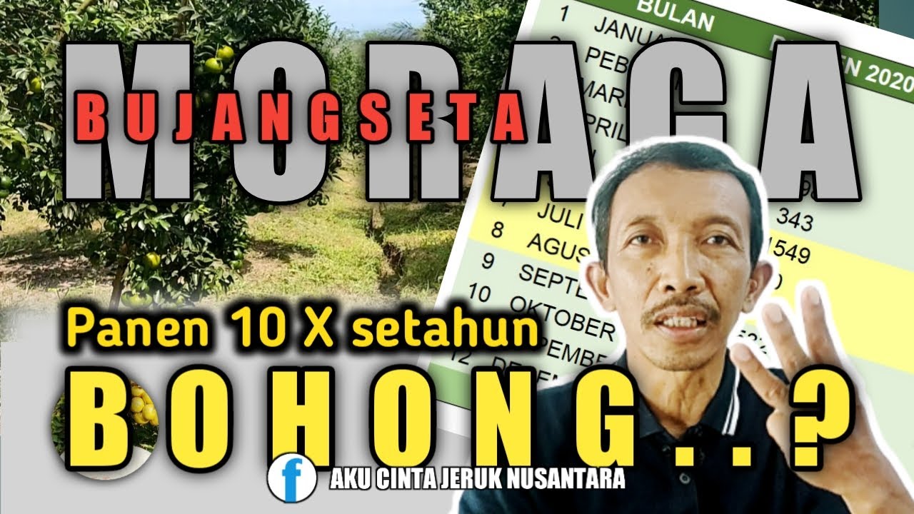TIPS SUPAYA POHON JERUK BERBUAH TERUS SEPERTI KEBUN JERUK BUJANGSETA & MORAGA