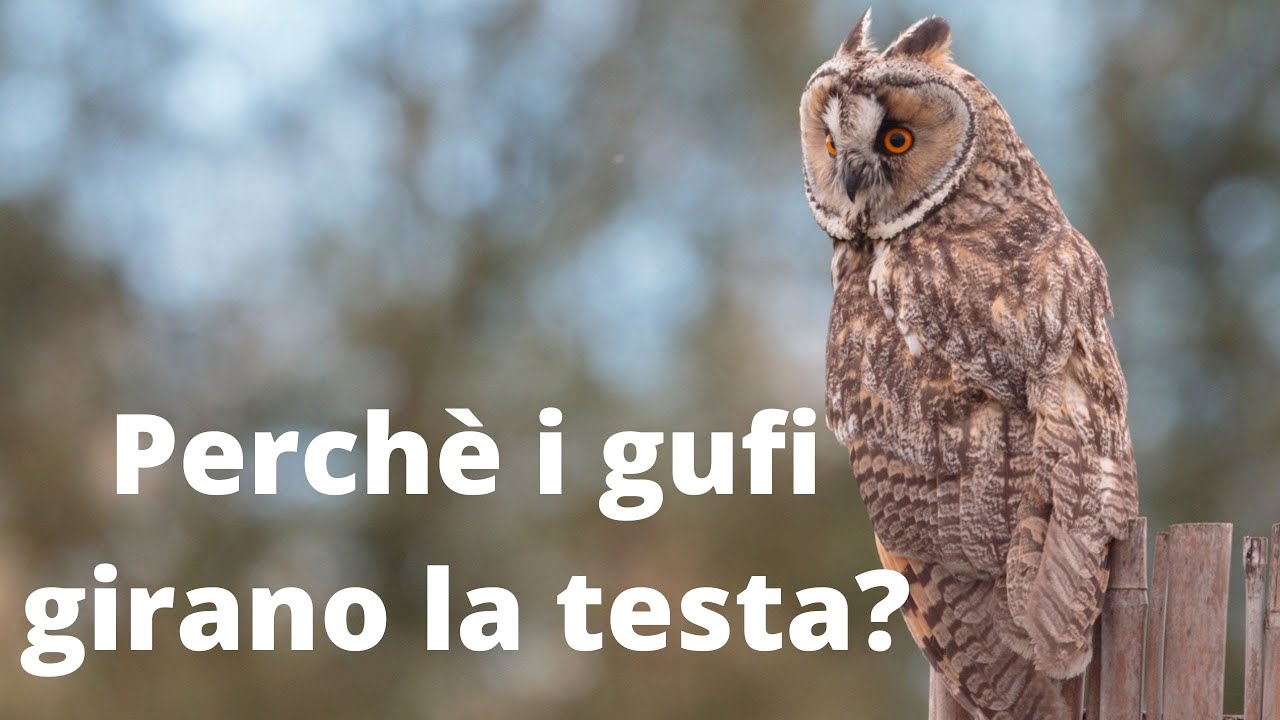 Perché i gufi girano la testa?