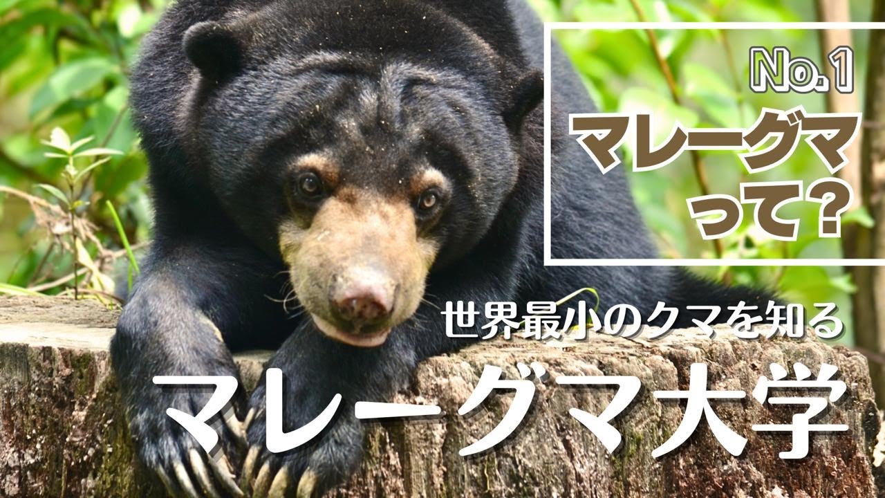 【マレーグマ大学】マレーグマって？