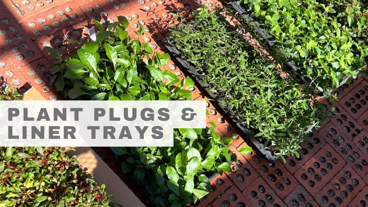 Starter Plants for A Small Nursery | Unboxing Liner Trays and Getting Started With Plugs