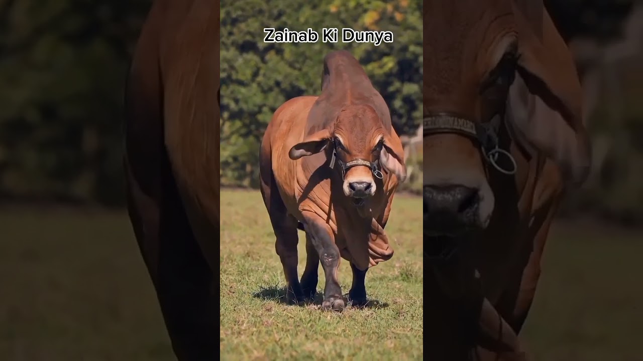 Heaviest Bull in Pakistan 2023 | 2023 ka sab se bara janwar 🤩💖 #Biggestbull #cowmandi2023 #foryou