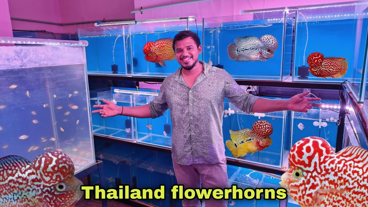 All rounder Flowerhorn shop | Srd to kamfa | தமிழ்