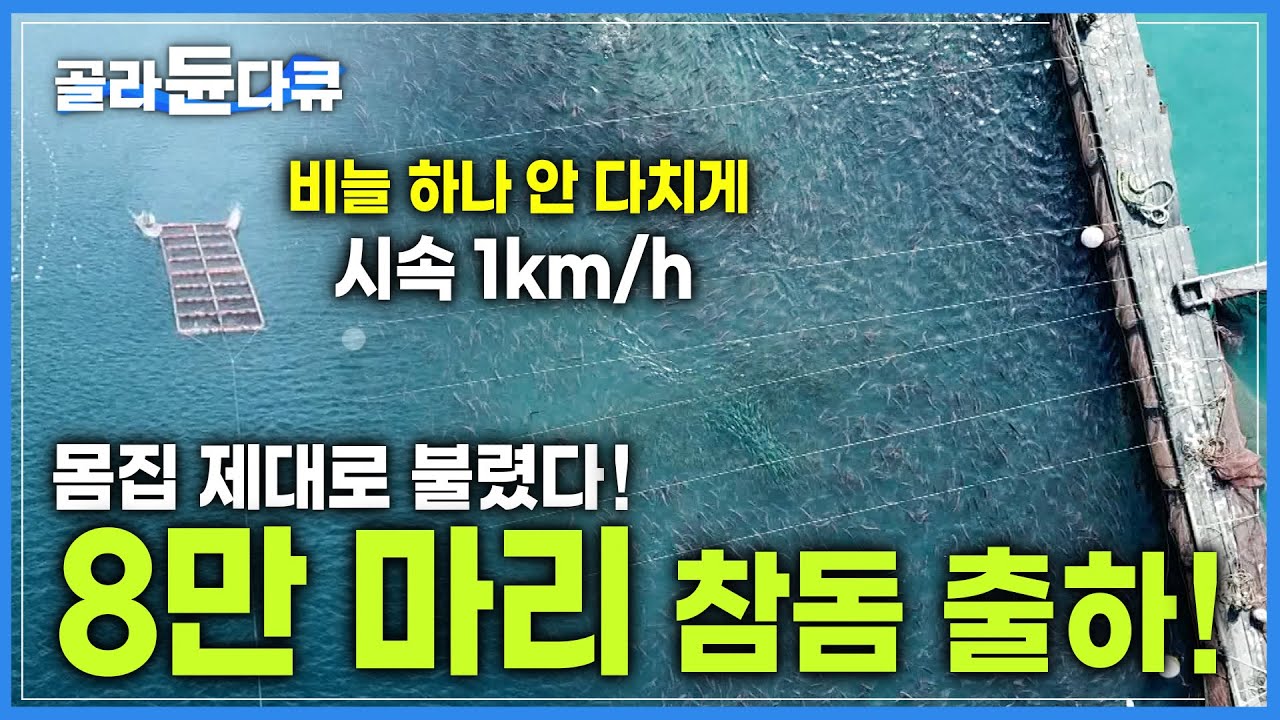 이래서 최상급! '국내 1호' 참돔 양식 명인의 양식장에서 8만 마리 참돔을 상처 하나 없이 전국에 출하하는 과정│잘키운 국민 횟감! 참돔 가두리 양식장│극한직업│#골라듄다큐