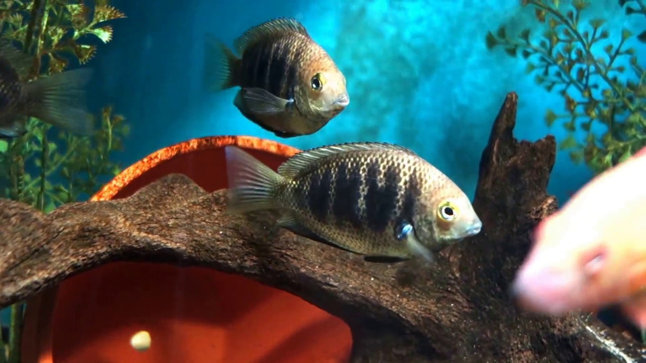 Etroplus canarensis / Canara Pearlspot Chromide