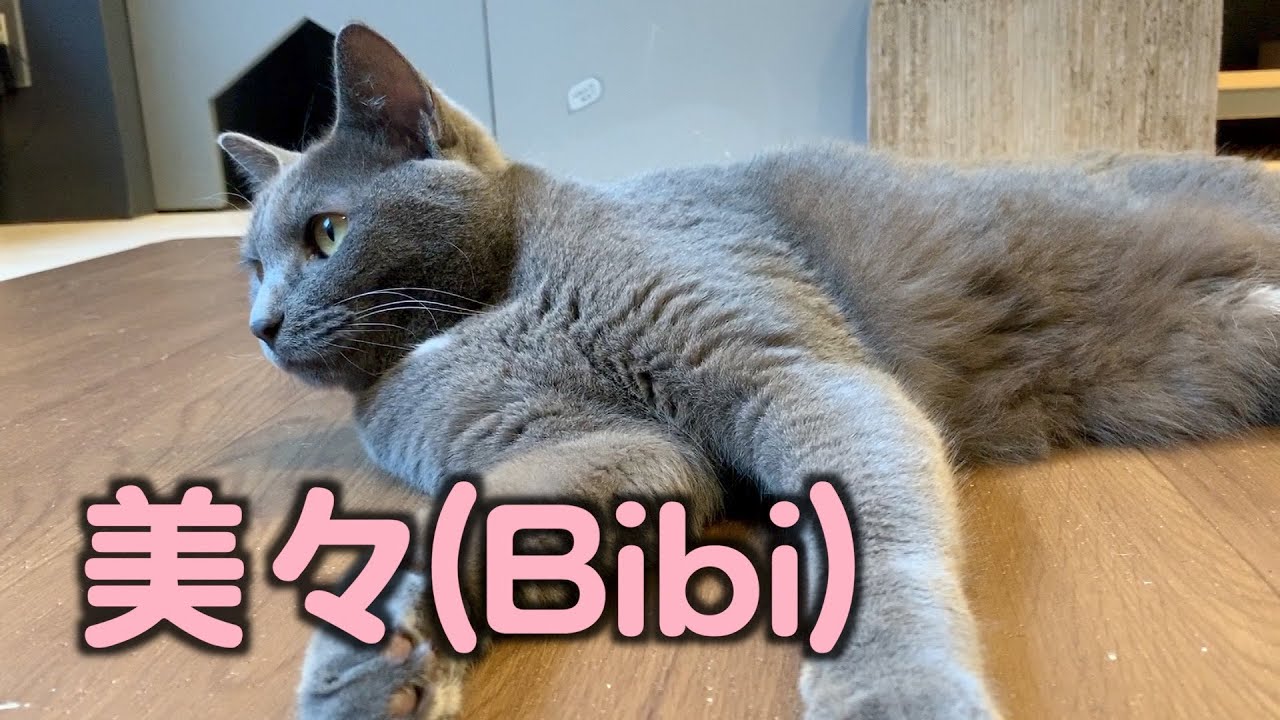元気まんてん娘【美々】【保護猫カフェ】