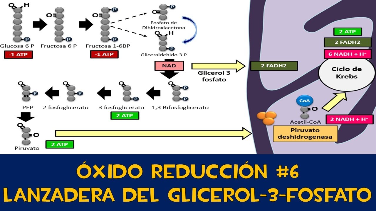 Óxido Reducción #6⚡️Lanzadera glicerol 3-P
