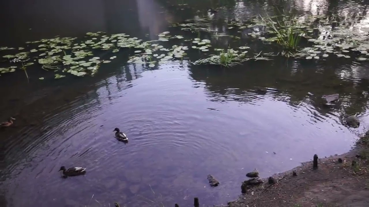 Ducks Swimming – Peaceful Summer Vibes at a Park in Wrocław 🇵🇱  #cuocsongobalan #relaxingmoment