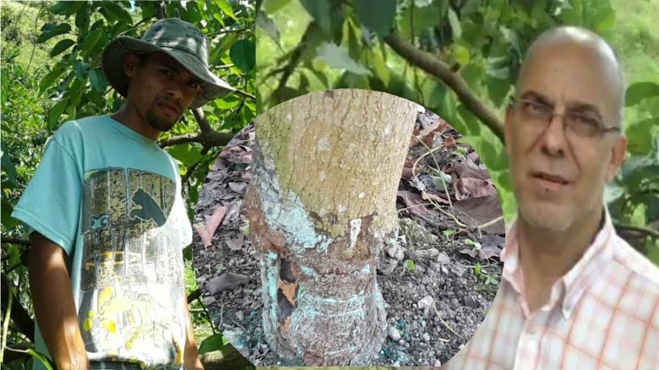 Excelentes resultados del injerto puente en aguacate